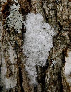 Snow Lichen