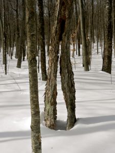Living stilts