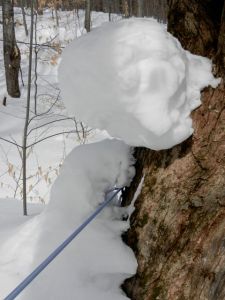  Waiting its turn to be tapped
