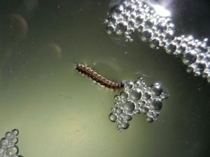 Wildlife in the sap #2