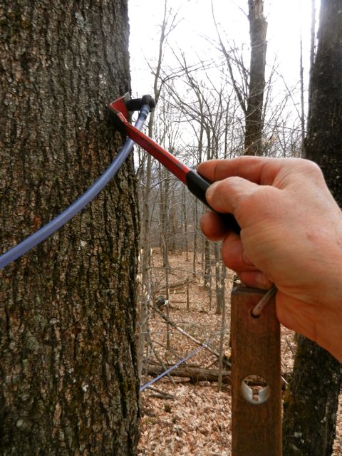 Pulling a tap (x 9600). Note the partially-healed tap hole on the left.