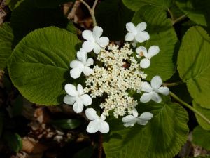 Witch hobble blossom, further along.