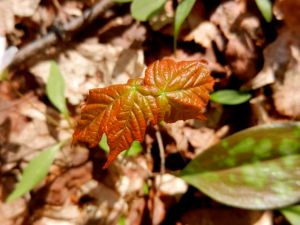 Infant sugar maple leaves.