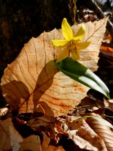 Due to the current heat wave, the most comfortable way to view the spring progression is online rather than outdoors where the air stifles and human limbs go limp.