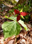 Trillium