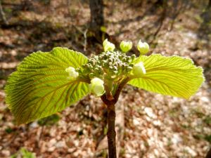 Witch hobble blossom.