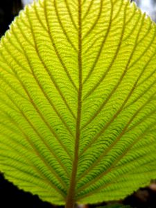 the feel of the leaf veins,