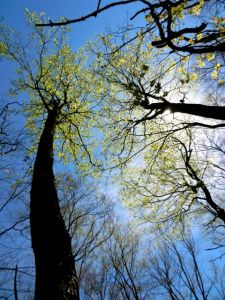 beneath the giants - but not for long, since the shade-making canopy burgeons