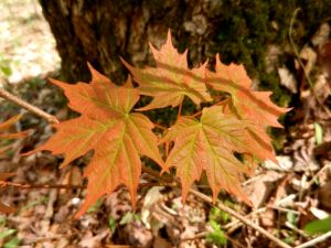 Sugar maple leaves, further along.