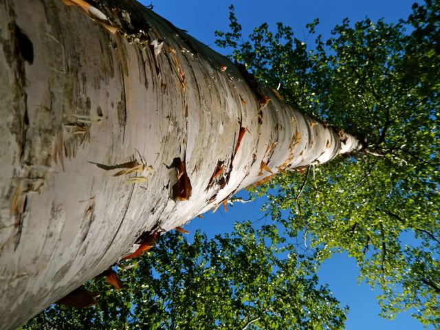 Stand Tall. (It doesn't rain every day.)