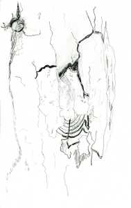 Death in the midst of life. Detail of decay on the bark of a dead maple tree. Not the old taphole in the upper left.