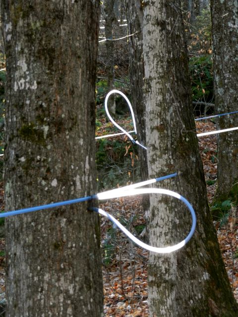 Neon tubing - but does it really disappear into the tree?