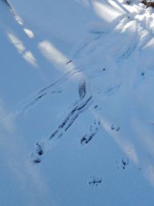 The deer slip slide away too.