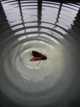 Warm weather means moths in the sap.